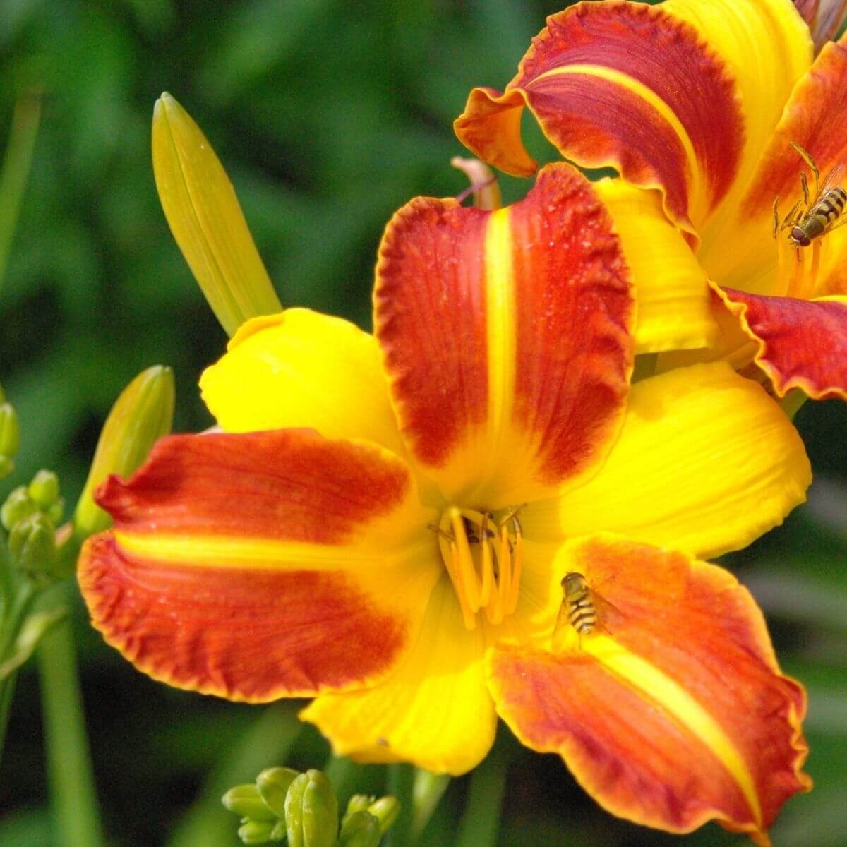 Daylilies flower close up.