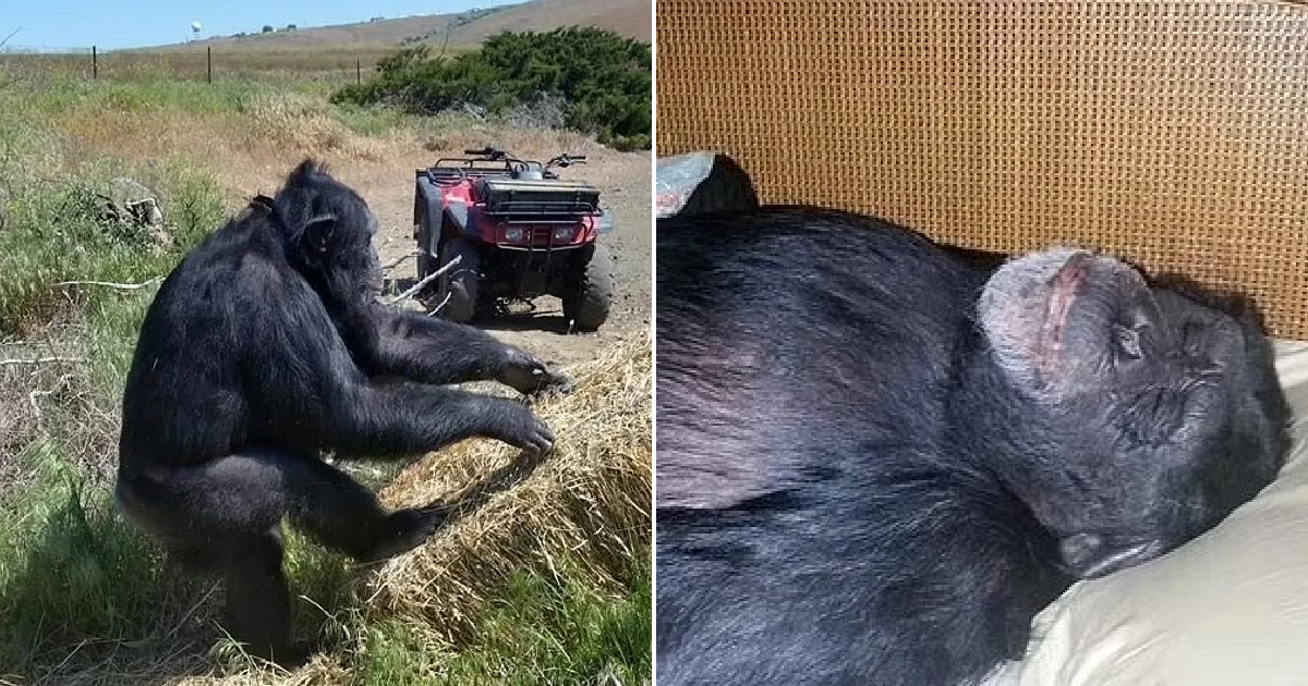 Pet chimpanzee shot dead after biting owner's daughter | Metro News