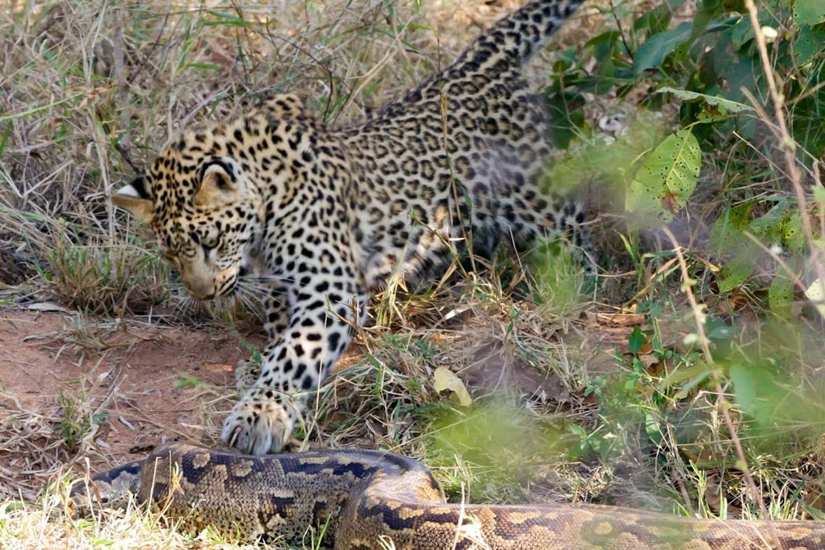 Watch: Mama leopard teaches her cub the art of python hunting | Predator vs Prey | Earth Touch News