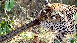 Video: Mama leopard shows her cub the art of python hunting | Animal Behaviour | Earth Touch News