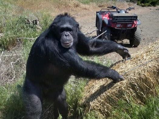 <p>Chimpanzee Buck turned on his owners at the Buck Brogoitti Animal Rescue in Oregon</p>