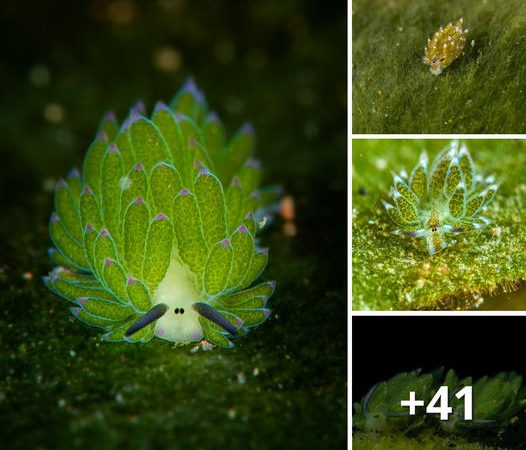 Discover the Charming Sea Slug Resembling a Tiny Underwater Algae Tree