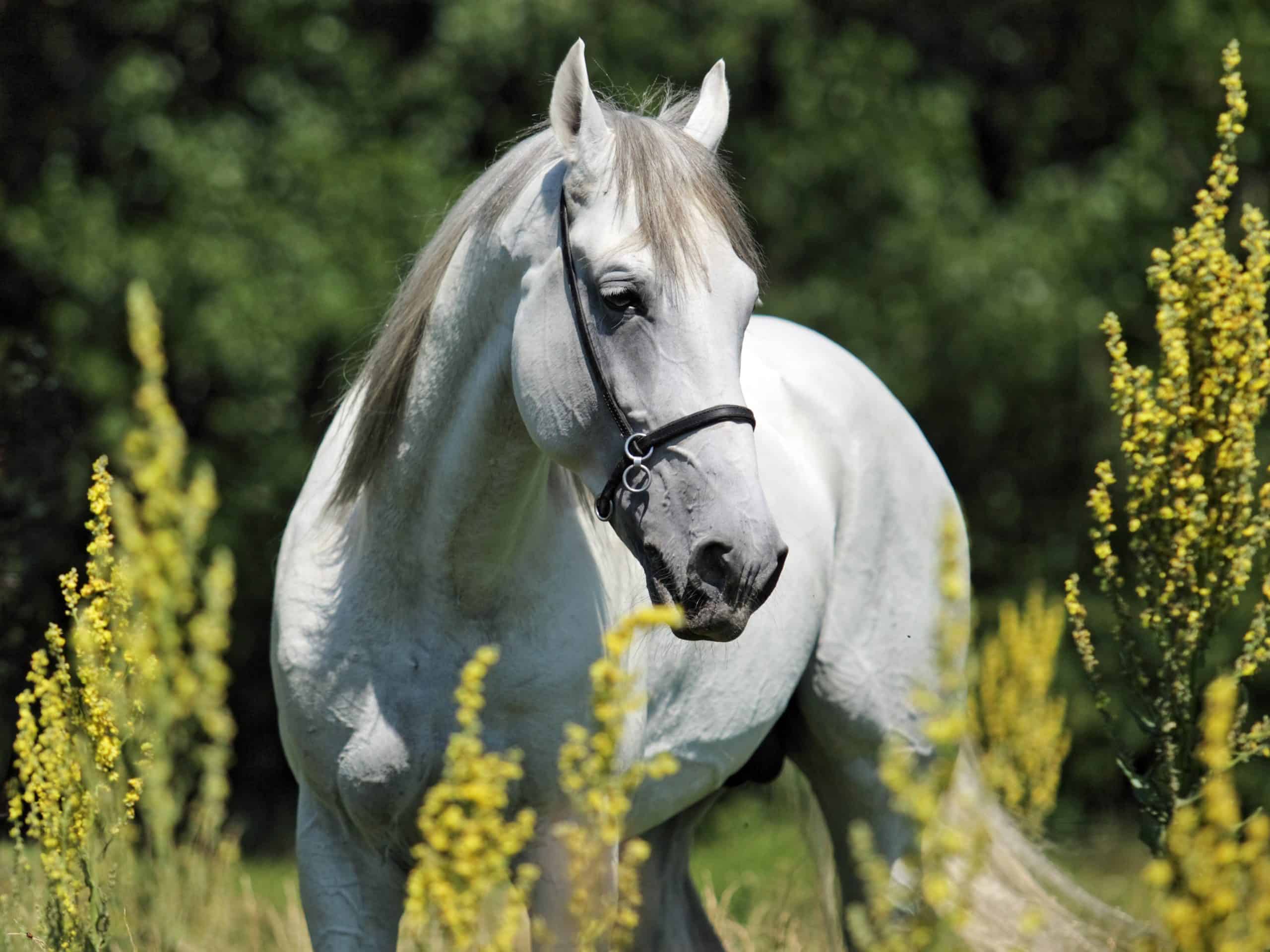 Andalusian horse portrait of white stallion in spring fields