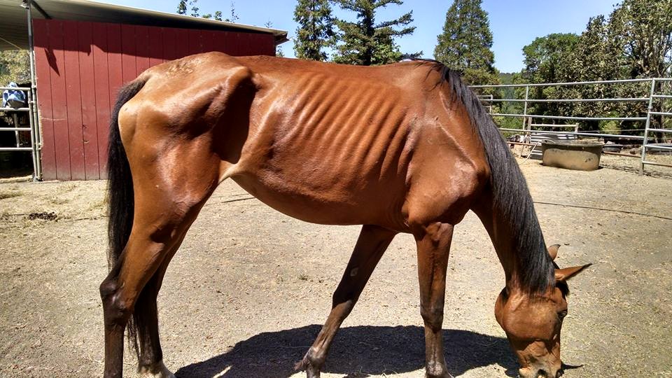 Five Starving Horses Have Hope at Roseburg Rescue – Eugene Weekly