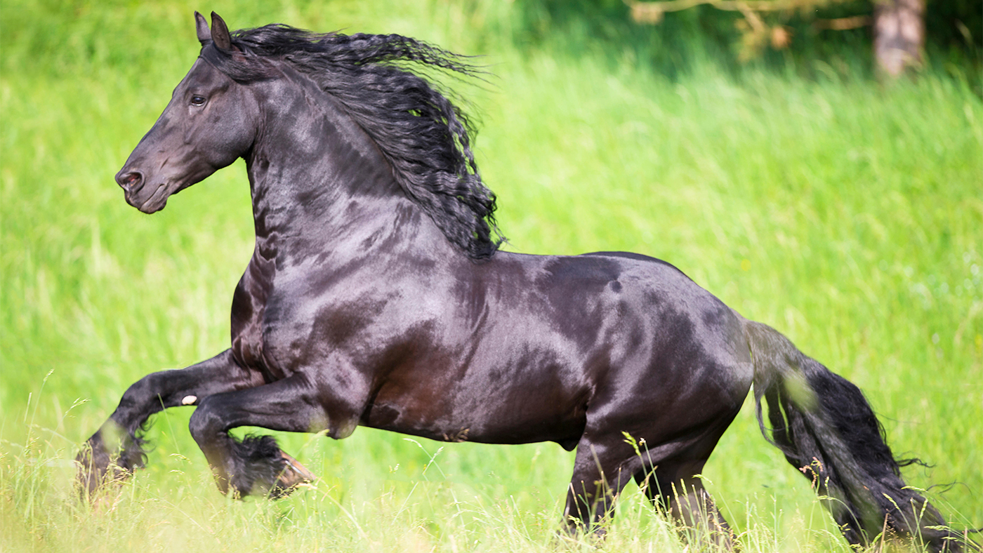 Friesian horse: the history and hallmarks of this stunning Dutch breed
