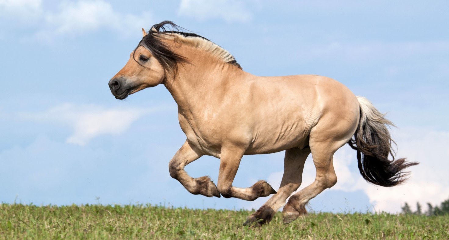 10 Facts You Didn't Know About the Norwegian Fjord Horse Breed