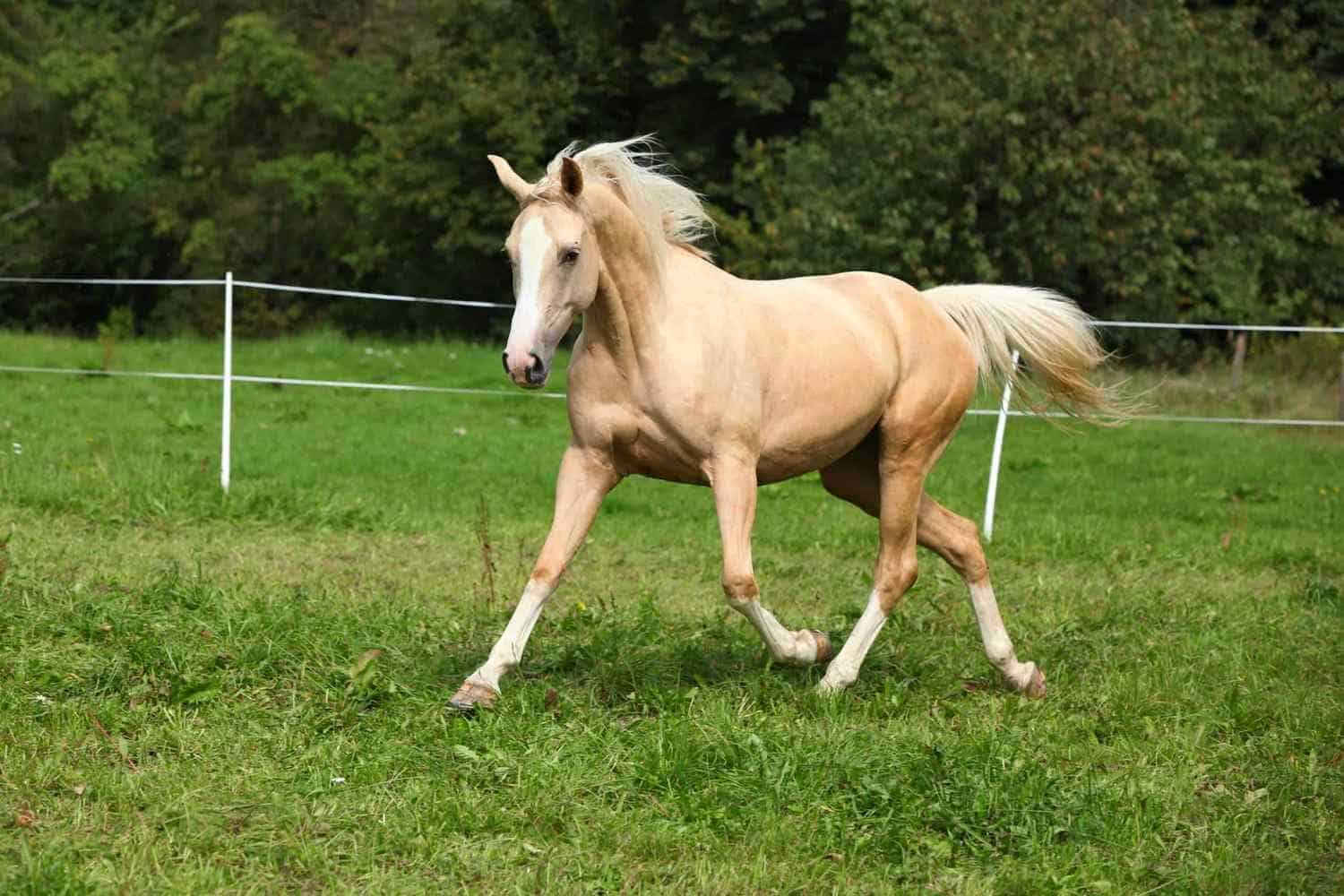 Palomino Horses: History, Fun Facts, Photos and Care - Seriously Equestrian