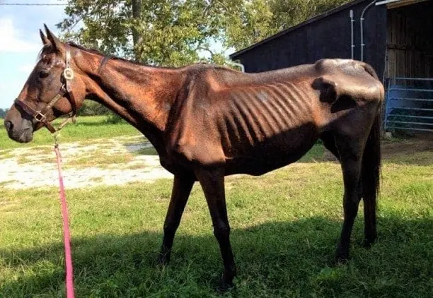 Little Girl Saves Horse From Starvation & Now They Share an Incredible Bond