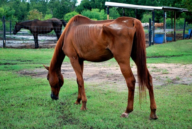 Yulee woman gives starving horse new hope