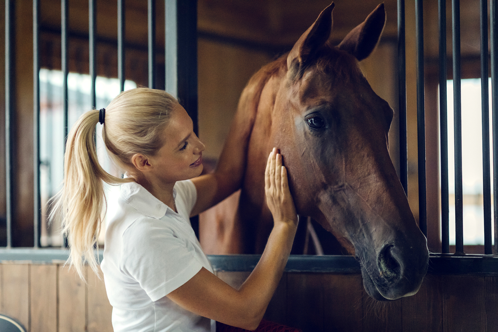 Horses don't love us as much as we love them: study