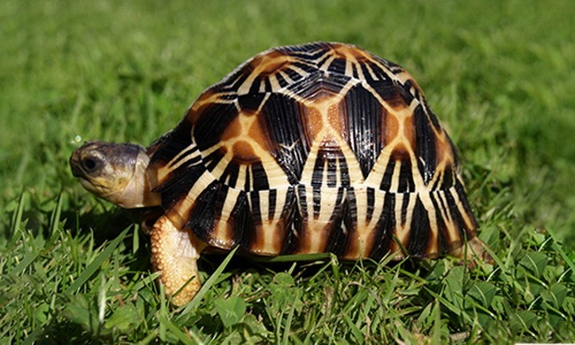 Loài rùa đẹp nhất thế giới có nguy cơ tuyệt chủng trong 20 năm tới | Báo Giáo dục và Thời đại Online