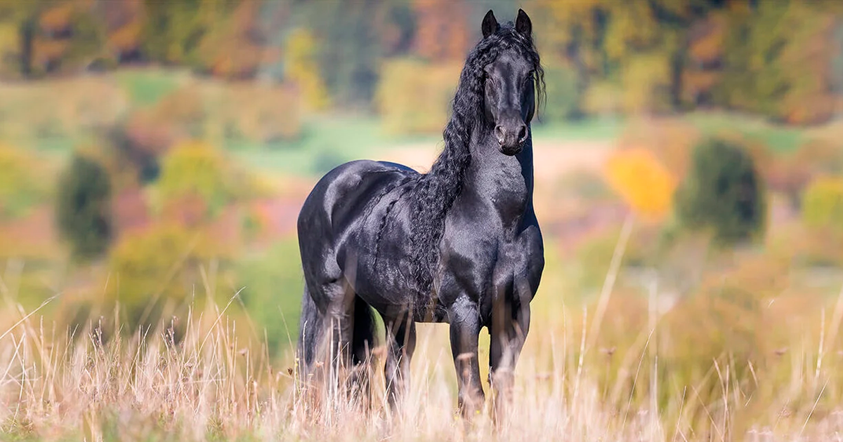 Friesian horses | Black pearls of Friesland