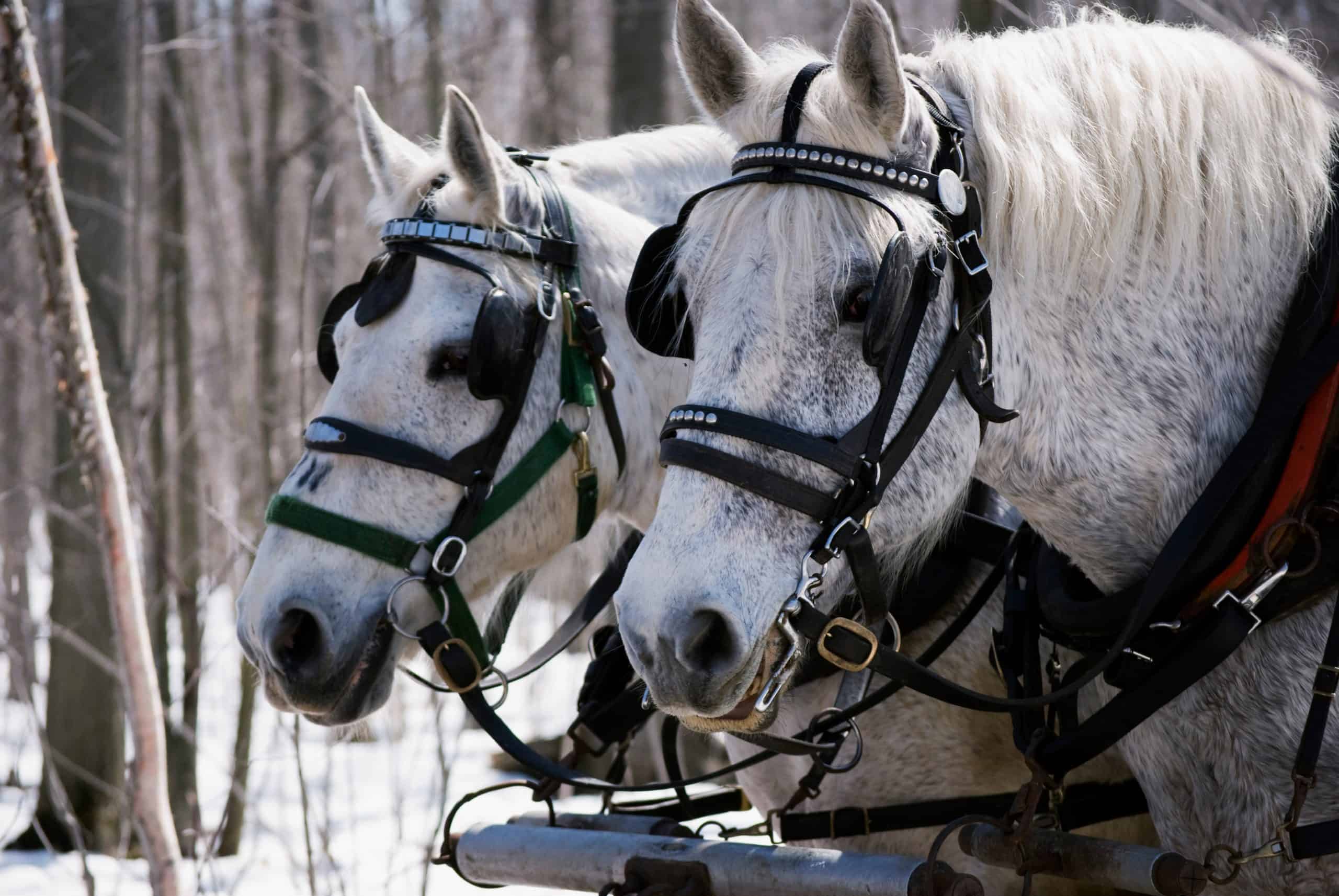 Percherons: The Fascinating Backstory Behind Our Favorite Cold-Blooded Giants