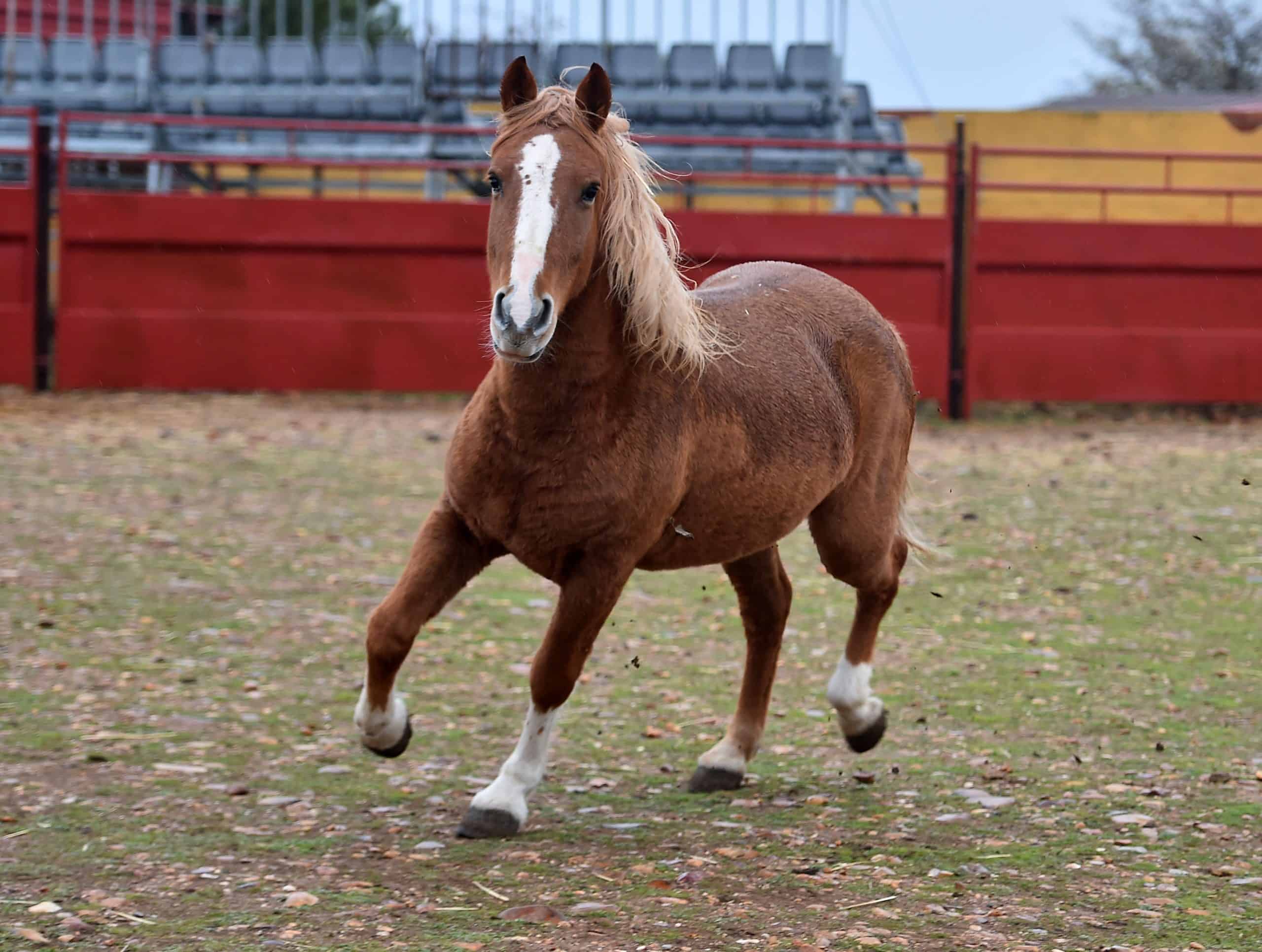 Percherons: The Fascinating Backstory Behind Our Favorite Cold-Blooded Giants