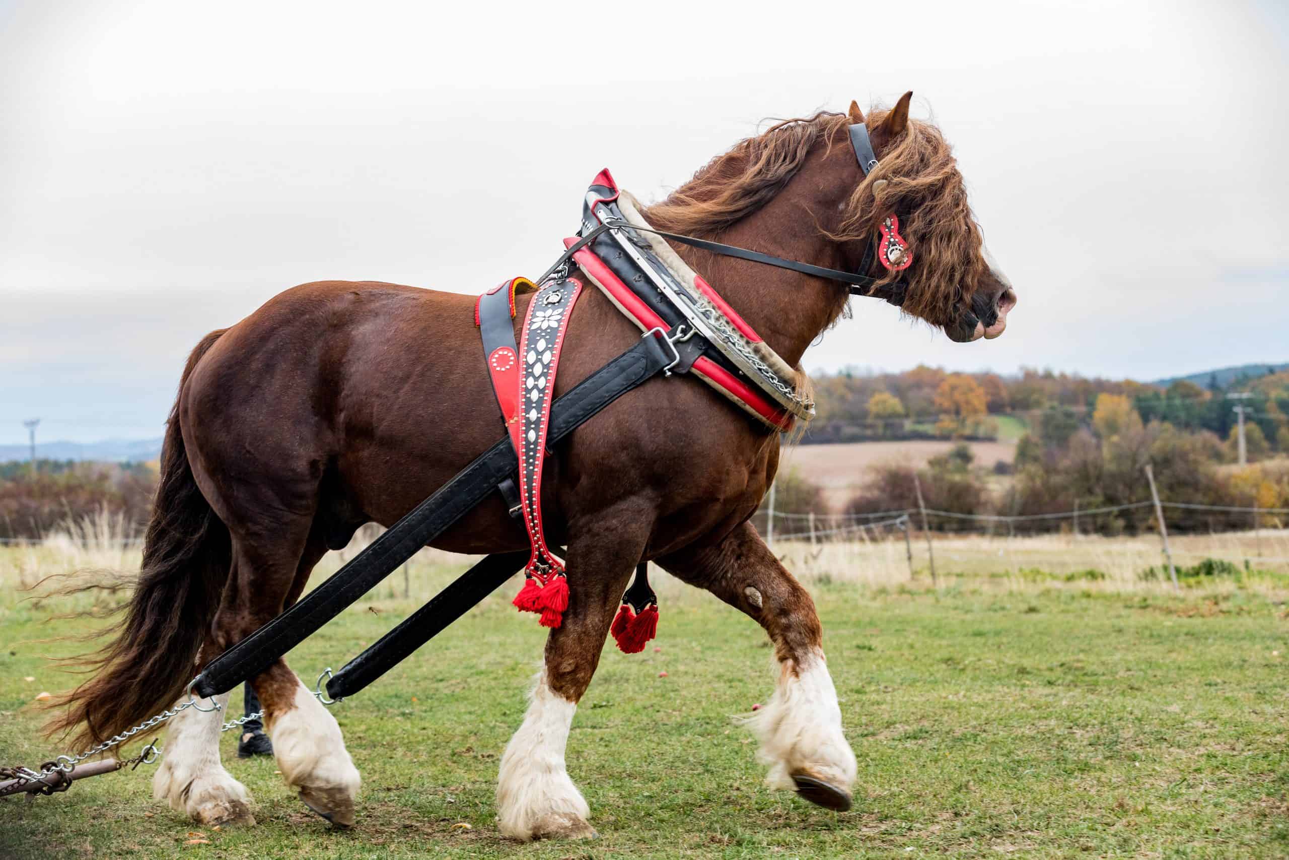 Percherons: The Fascinating Backstory Behind Our Favorite Cold-Blooded Giants