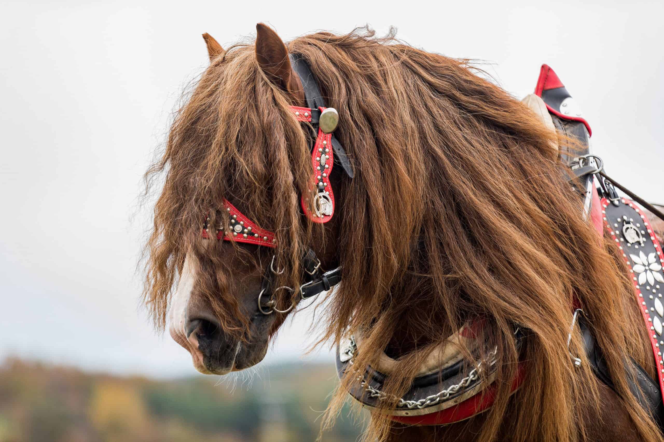 Percherons: The Fascinating Backstory Behind Our Favorite Cold-Blooded Giants