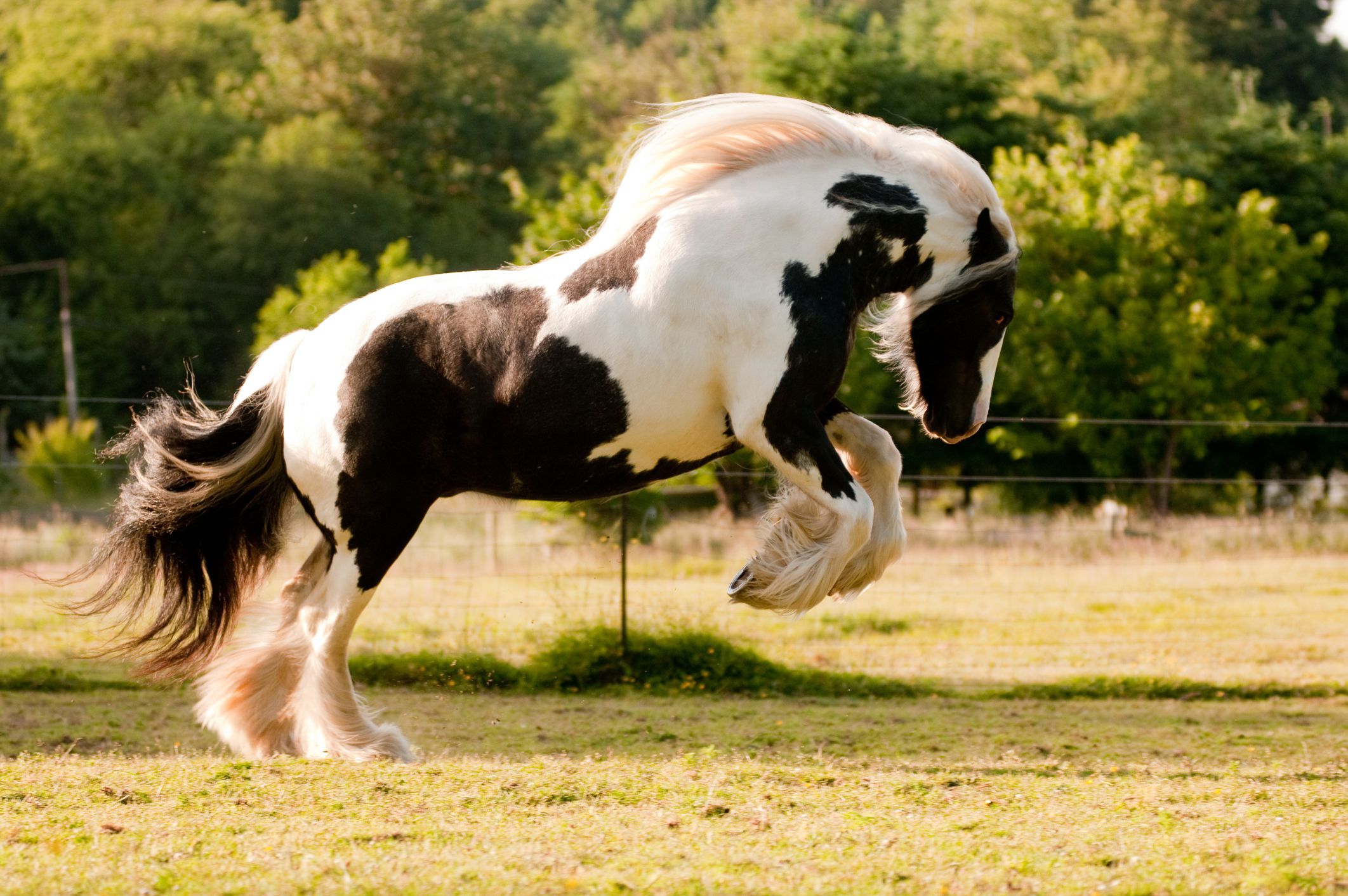 Gypsy Horse: Full Profile, History, and Care