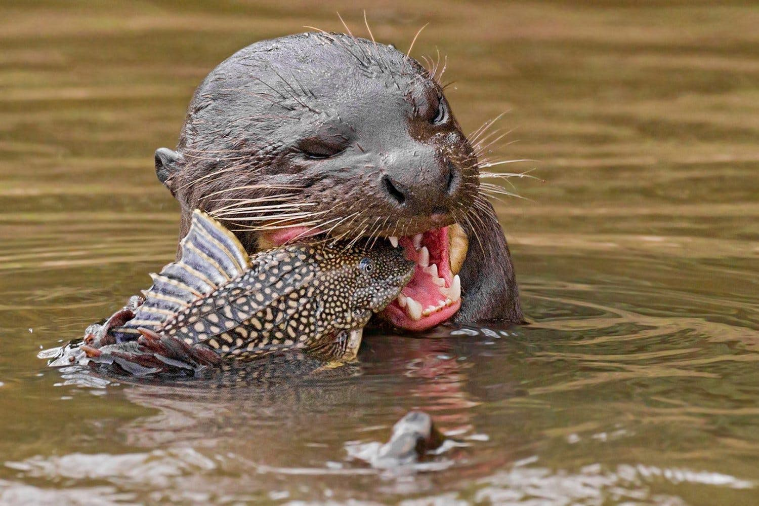 The giant riʋer otter has returned to Argentina - Lonely Planet