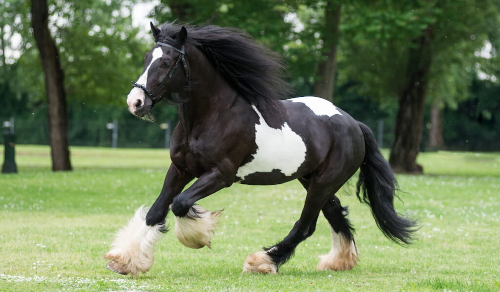 16 Gypsy Vanner Horse Facts - Helpful Horse Hints