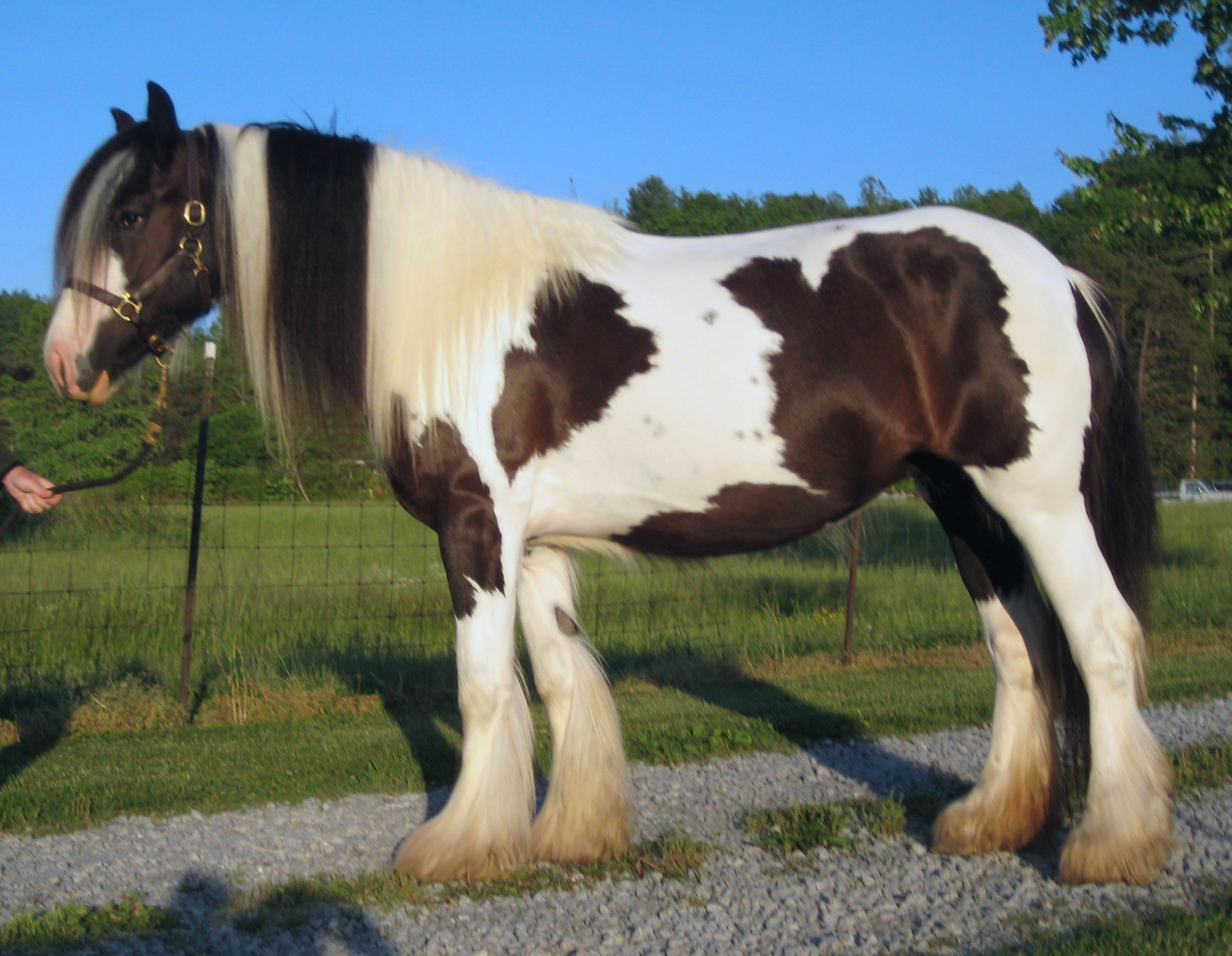 Gypsy horse - Wikipedia