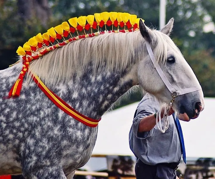 Horse Mane Braiding