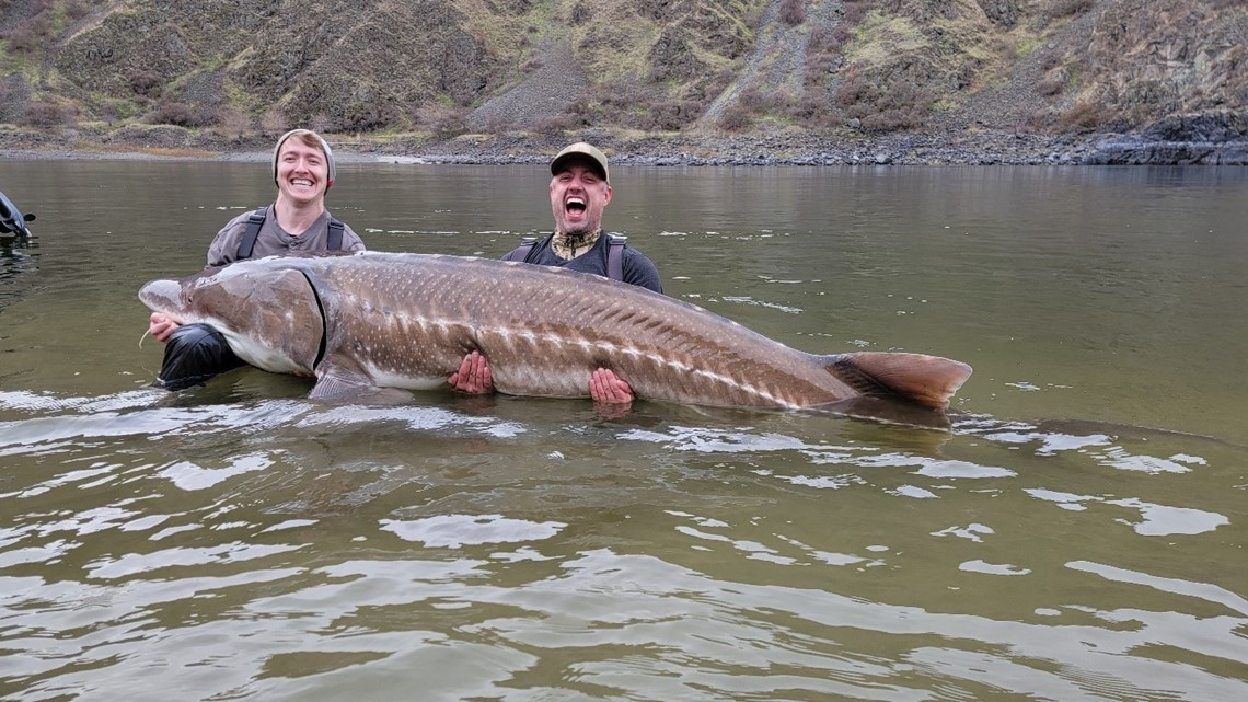 125-Year-Old Lake Sturgeon is Believed to Be The Largest Ever Caught in the U.S. and The Oldest Freshwater Fish Ever Caught in the World