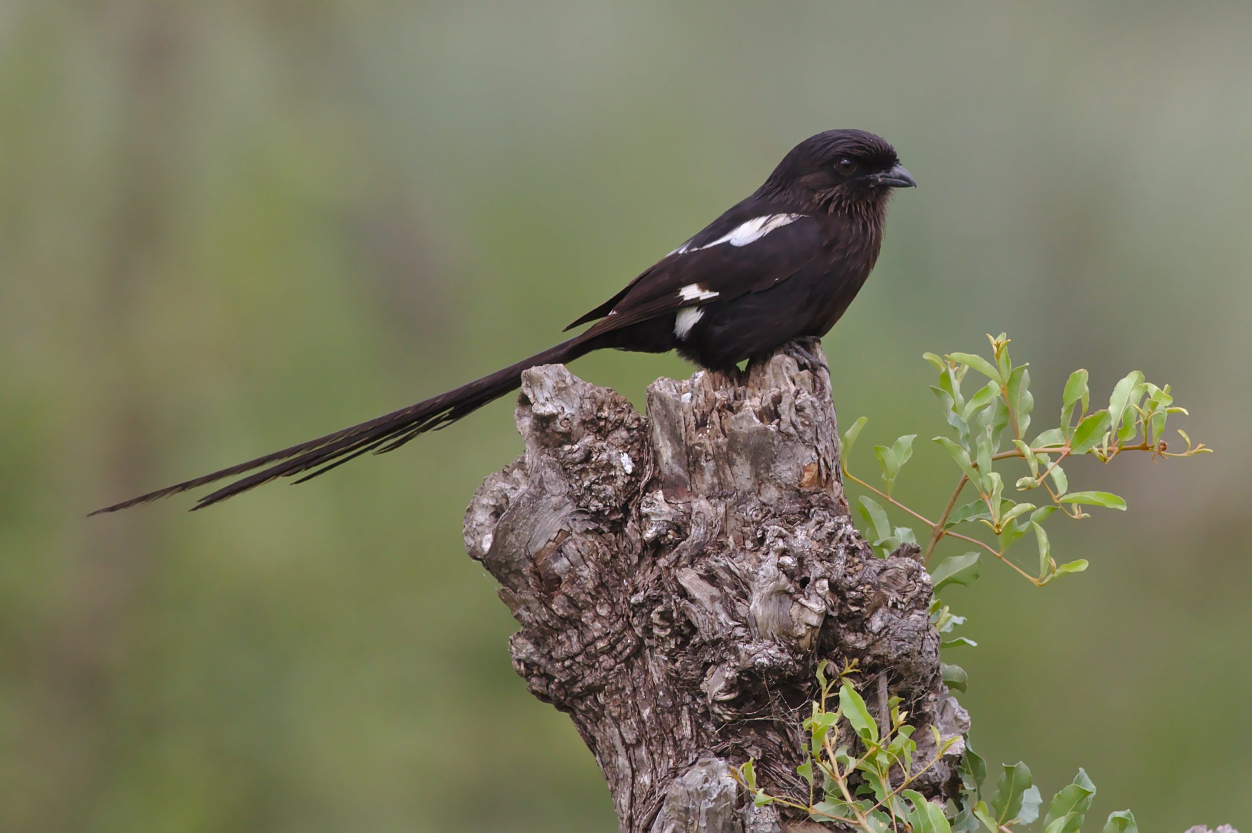 In the Company of Magpie Shrikes: Appreciating Nature’s Marvels and Ecosystem Links.