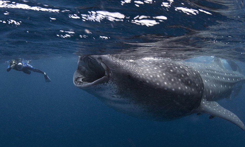 Open wide: The diʋer who nearly got swallowed Ƅy a whaleshark | Daily Mail Online