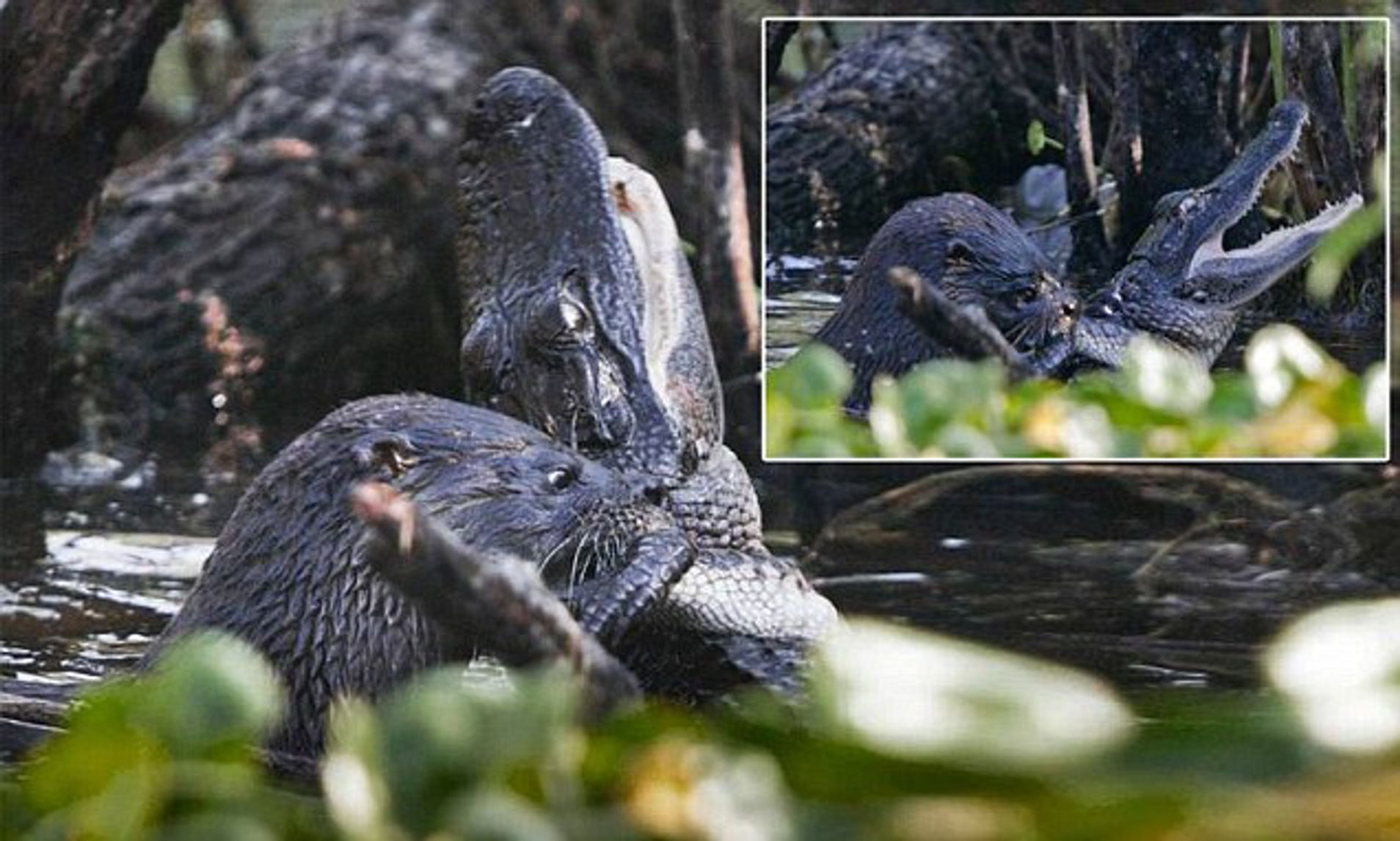 Otter pounces on alligator - AND EATS IT ALIVE | Daily Mail Online