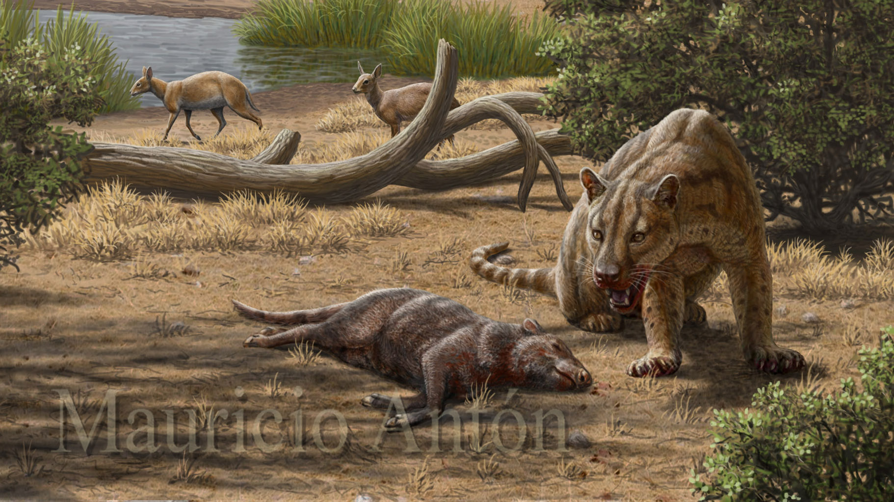 The Prince of Spanish Oligocene predators: Dinailurictis | chasing sabretooths