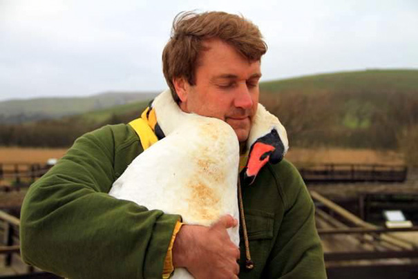 Swan Hugs The Man Who Rescued It By Wrapping Her Neck Around Him