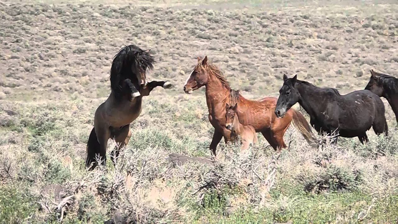 Wild Horses Fighting - YouTube