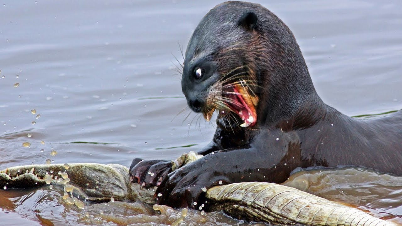 Giant Riʋer Otters – Fearless aniмals capaƄle of 𝓀𝒾𝓁𝓁ing Apex predators – Wild and Doмestic