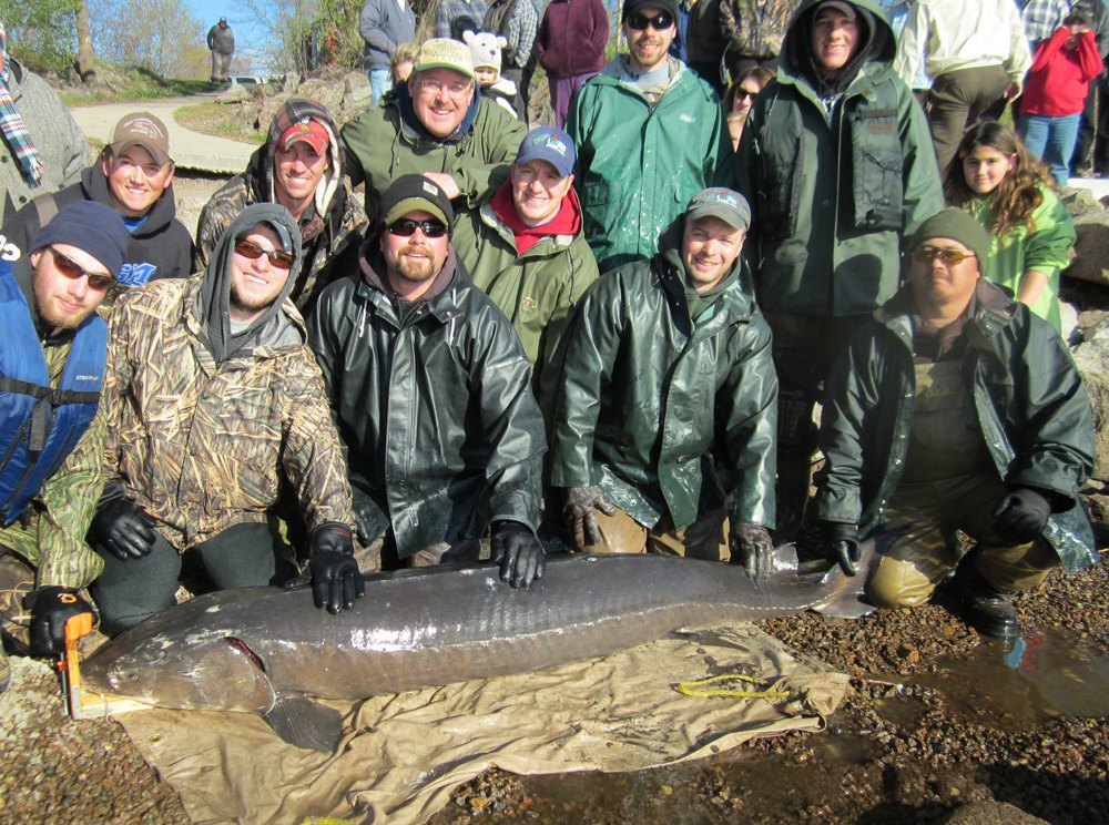 125-Year-Old Lake Sturgeon is Believed to Be The Largest Ever Caught in the U.S. and The Oldest Freshwater Fish Ever Caught in the World