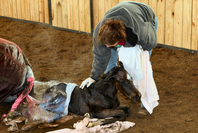 Veterinarian Perspectives from the Birthing Barn: Part 1 | EquiMed - Horse Health Matters