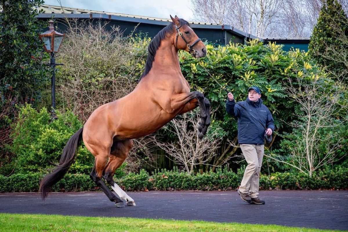 A brown Irish Thoroughbred on its back legs led by an owner.