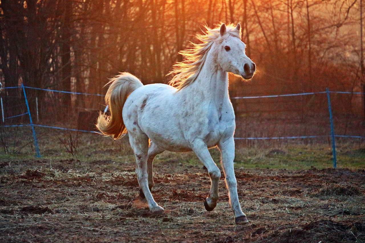 15 White Horse Breeds You Should Know - Seriously Equestrian