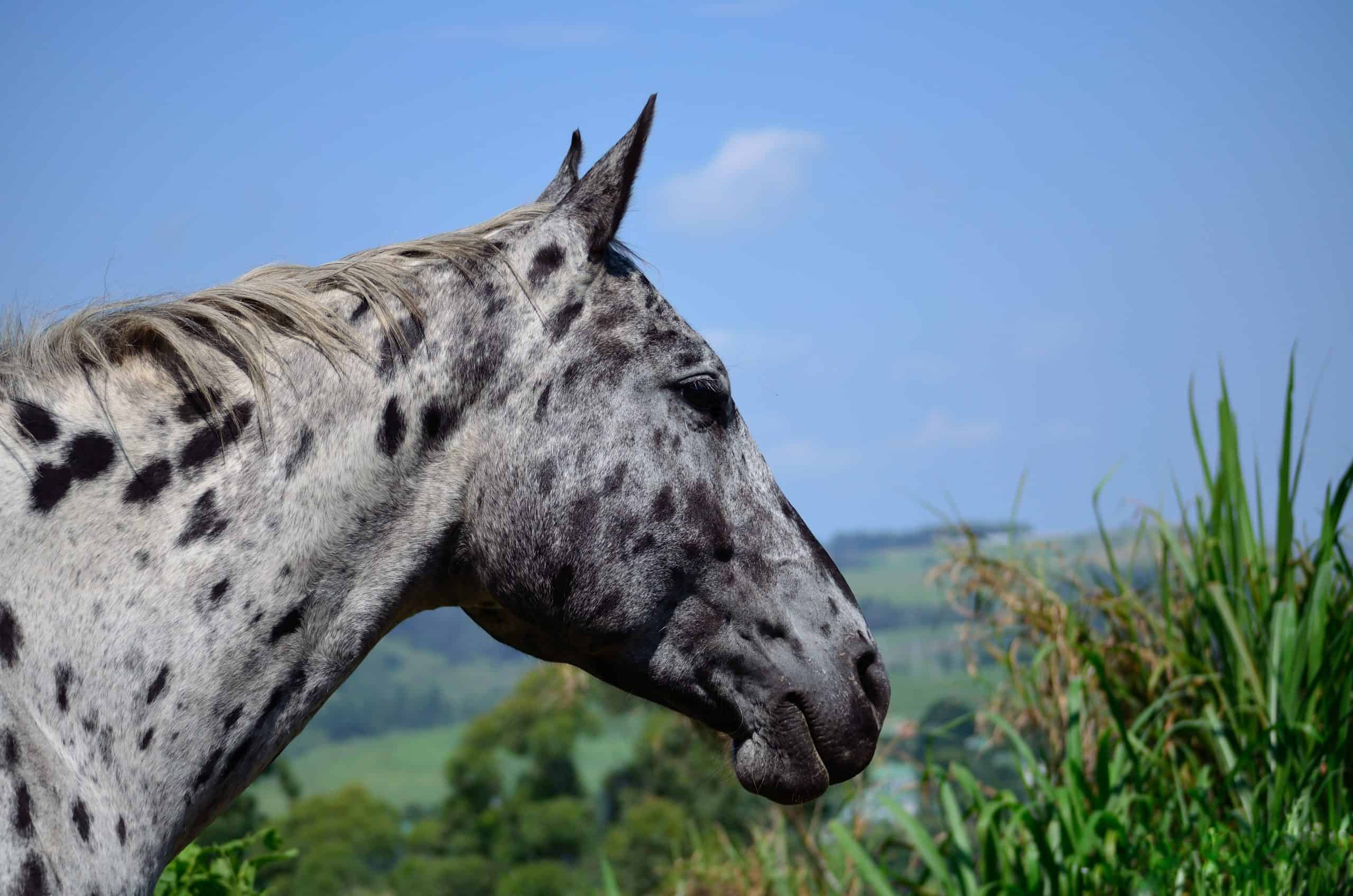 A spotted appaloosa head