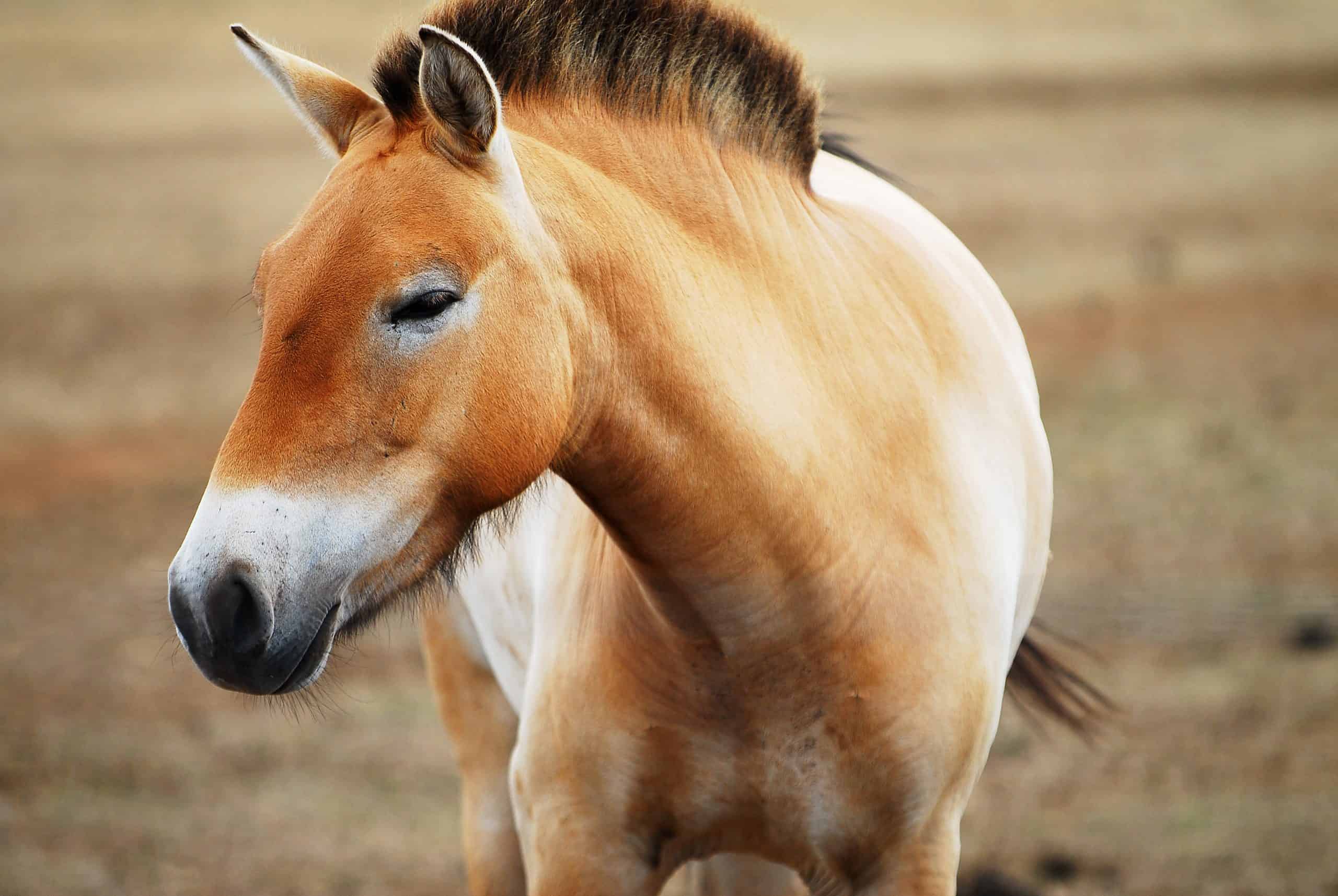 Przewalski's horse