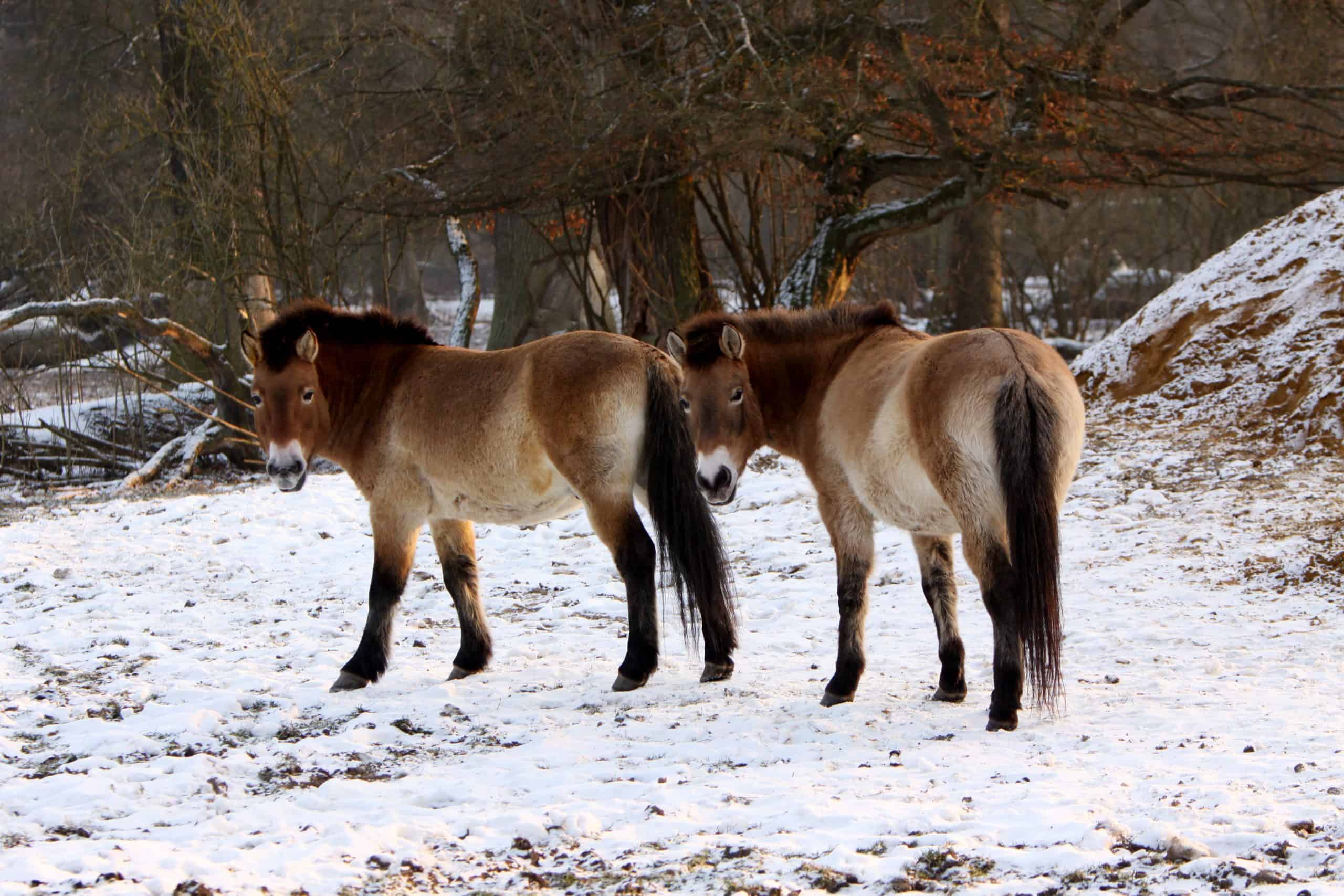 Przewalski's horse