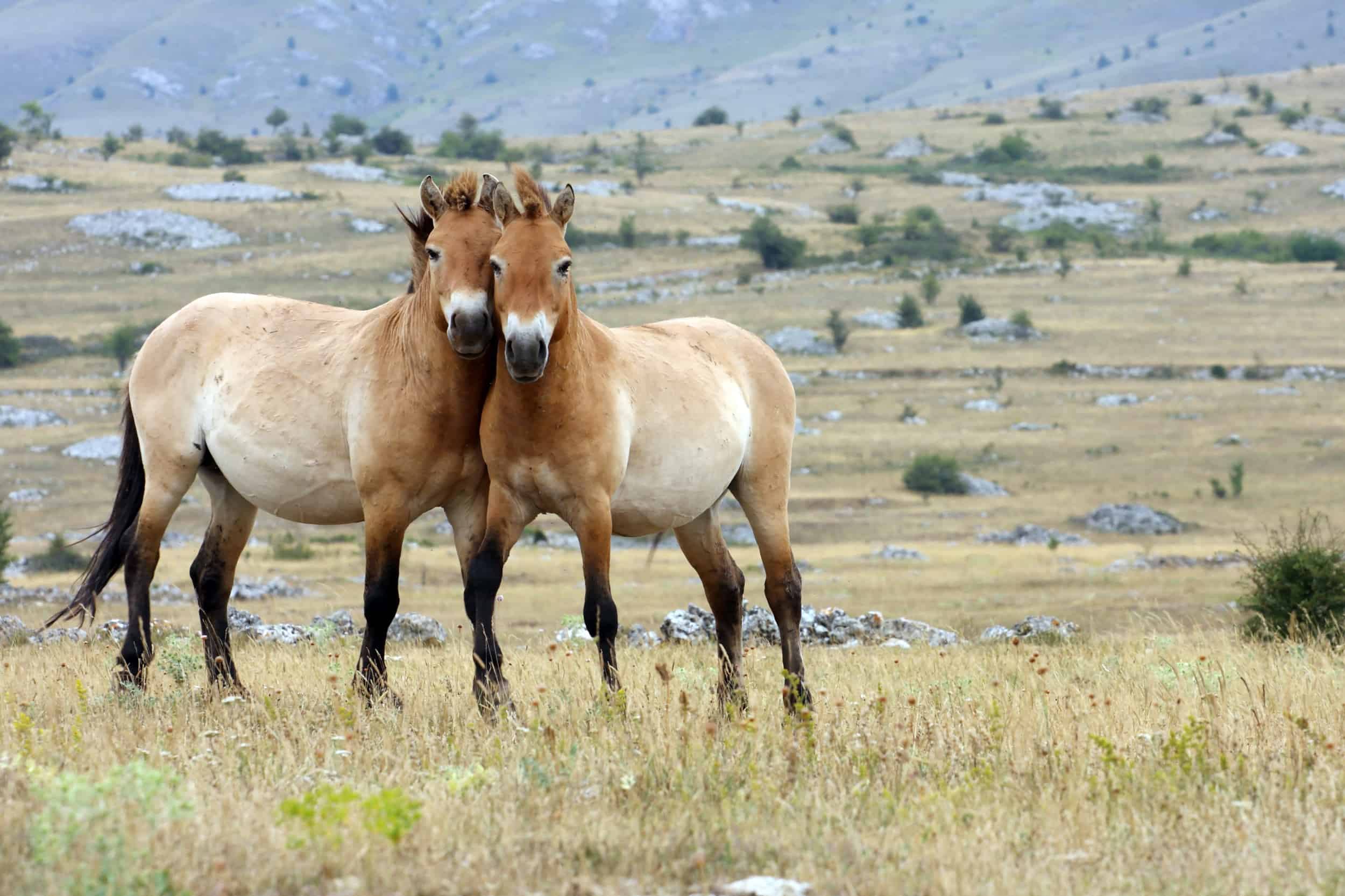 Przewalski's horse