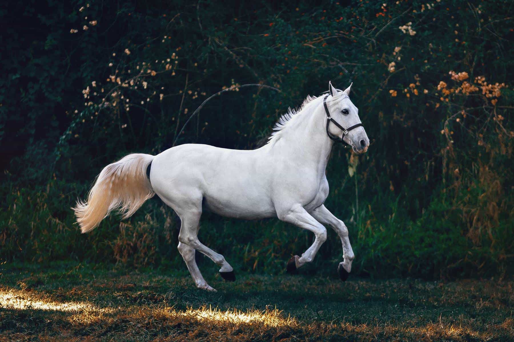 The 15 Most Expensive Horse Breeds in the World