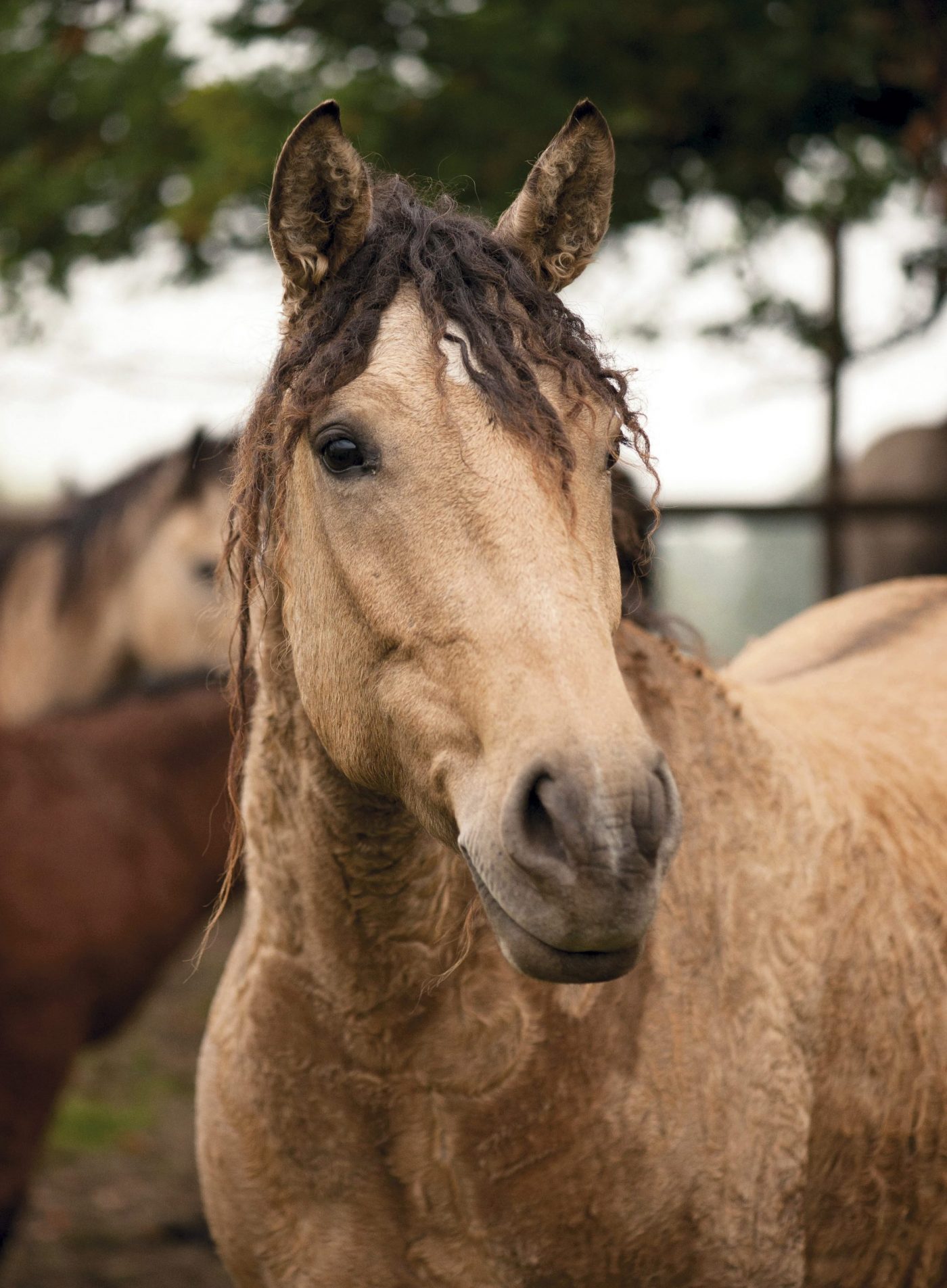 Rare horse breeds from around the world - Horse & Hound