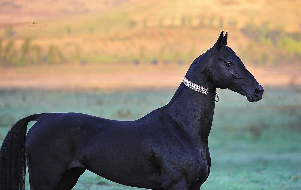 Rare Horse Breeds