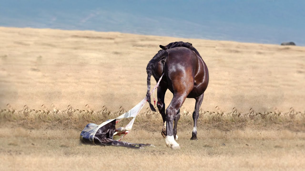 Wild Horse Giving Birth To Lovely Baby - YouTube