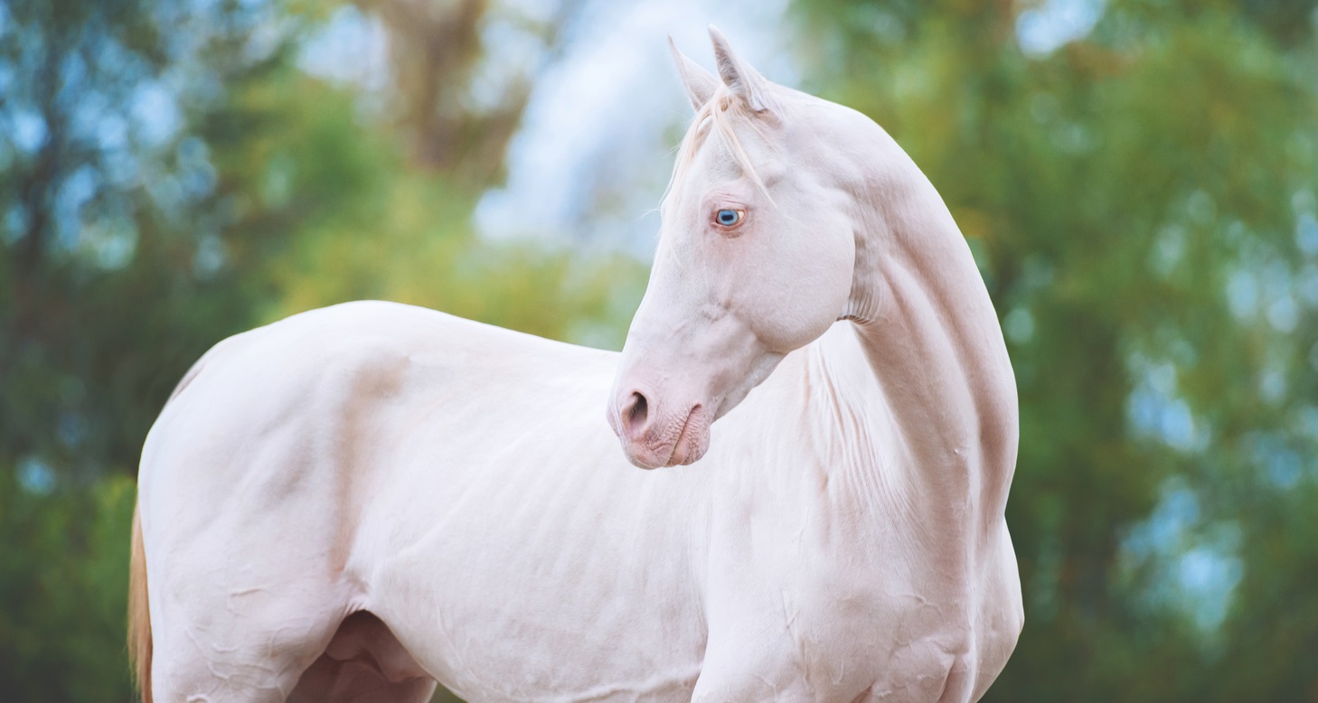 15 Rarest Horse Colors in the World (With Pictures)