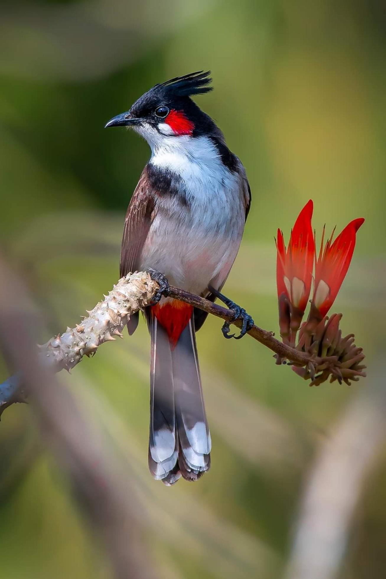 Red-Whiskered Bulbul: Nature’s Feathered Gem Unveiled